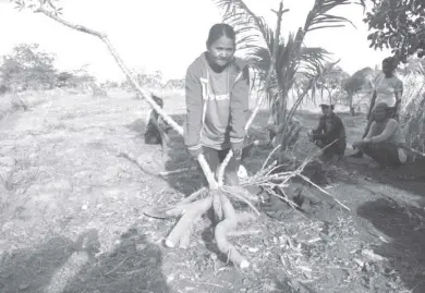  ?? FILE PHOTO ?? A WOMAN farmer in Southern Palawan shows a newly uprooted cassava.