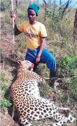  ??  ?? Miyane Mthembu with the spear he used to stab the leopard