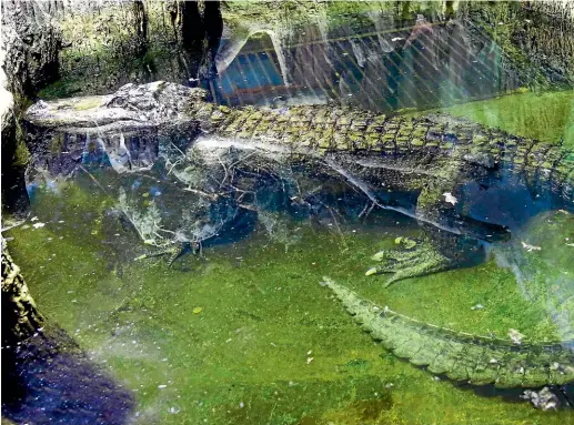  ?? AP ?? In this photo taken on February 19, 2019, the alligator Saturn swims in water at the Moscow Zoo, in Moscow, Russia.