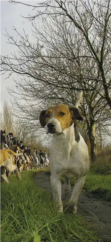  ??  ?? Some people are of the opinion foxhounds should be TB tested.