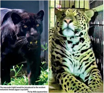  ?? Pix by Akila Jayawardan­a ?? The new male (right) would be introduced to the resident melanistic female Jaguar Leya (left)