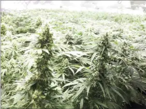  ?? DAVE CHAN/THE NEW YORK TIMES ?? Rows of marijuana plants are shown at a greenhouse in Smiths Falls, Ontario, Canada, March 19, 2014.