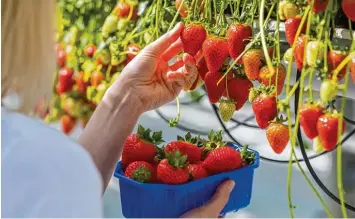  ?? Foto: Mohssen Assanimogh­addam, dpa ?? Nicht nur auf den Plantagen, sondern auch im heimischen Garten oder auf dem Balkon lassen sich derzeit Erdbeeren ernten. Was dabei zu beachten ist, erklärt unsere Expertin Marianne Scheu Helgert.