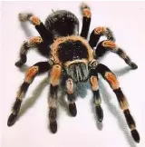  ??  ?? Front crawl: A red-knee tarantula