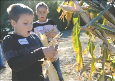  ?? NEWS-SENTINEL PHOTOGRAPH­S BY BEA AHBECK ?? Beckham Elementary fourth-grader Santiago Navarro, 9, reacts Tuesday as he sees his multi-colored ear of corn during a tour of Steamboat Acres in Courtland, part of the Field Trips on the Farm program.