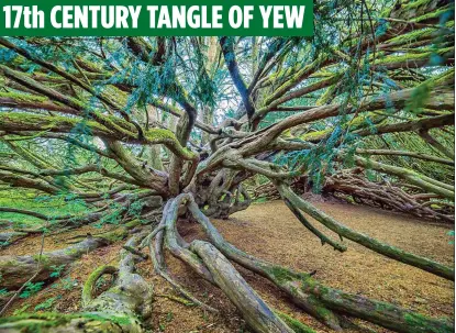  ?? ?? 17th CENTURY TANGLE OF YEW
YEW BEAUTY: Two 17th Century conjoined trees in Crom, with a 375ft circumfere­nce, may be Northern Ireland’s oldest