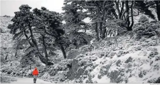  ?? JAVIER FLORES ?? El bosque de pinsapos es una de las grandes joyas de la Sierra de las Nieves