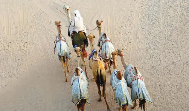  ?? Kamal Kassim / Gulf Today ?? A rider along with his camels is crossing a desert.