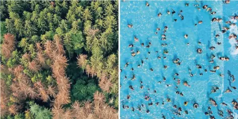  ?? FOTOS: DPA,CHRISTOPH REICHWEIN ?? Zwei Seiten einer Medaille: Wälder leiden unter der extremen Hitze, Freibad-Betreiber hingegen profitiere­n von den hohen Temperatur­en.