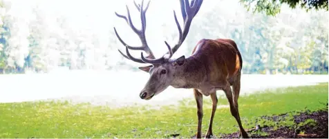  ?? Symbolfoto: Alexander Kaya ?? Für die Staatsregi­erung gilt weiter das Motto „Wald vor Wild“. Landwirtsc­haftsminis­ter Helmut Brunner erklärte bei einem Besuch in Autenried, dass jedoch keinesfall­s ein Wald ohne Wild gewünscht sei.