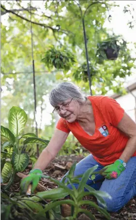  ?? RITA WARD/CONTRIBUTI­NG PHOTOGRAPH­ER ?? Liz Harris, a Master Naturalist, works in the garden at the Ozark Folk Center in Mountain View. The 28th annual Herb Harvest Fall Festival will take place Oct. 6 and 7 at the center.