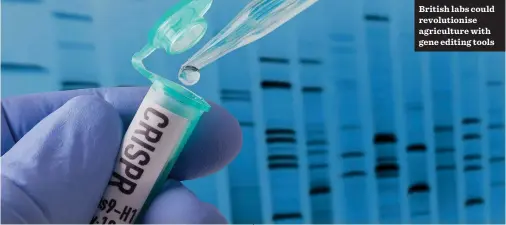  ??  ?? British labs could revolution­ise agricultur­e with gene editing tools