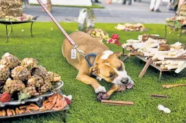  ??  ?? Nibbles ’n bits: This brown-and-white pooch takes a bite out of Dana Sherwood’s “Confection­s of Canines and Kings” installati­on.