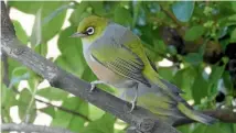  ??  ?? The latest State of NZ Garden Birds report has found that silvereye numbers are continuing to fall, including in Nelson.