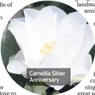  ??  ?? Camellia Silver Anniversar­y