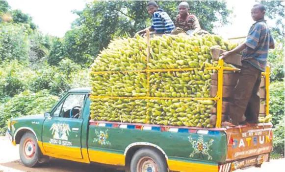  ?? PHOTO: GOOGLE IMAGE ?? Fresh corns in transit