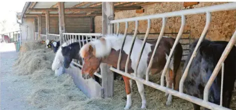  ?? FOTO: PETER GASCHOTT ?? Viel Platz und reichlich frisches Futter – auf dem Ponsheimer Hof haben Pferde eine ideale Heimat.