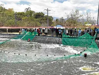  ??  ?? Local shrimp growers witness the successful shrimp harvest at CPF Farm in Zambales.