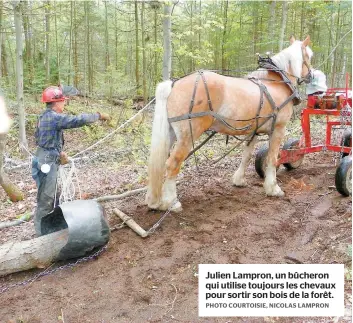 ??  ?? Julien Lampron, un bûcheron qui utilise toujours les chevaux pour sortir son bois de la forêt.