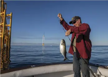  ?? ?? Island resident
Steve Miller hooks a bluefish
near a turbine tower. Turns out the parts of the structures that are underwater actually attract many forms of
marine life.