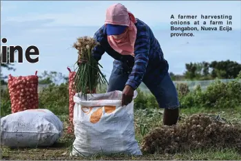  ?? ?? A farmer harvesting onions at a farm in Bongabon, Nueva Ecija province.