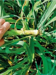  ??  ?? Young baby leeks, pulled when they are still young for enhanced sweetness.