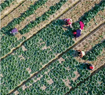  ?? ?? Famers harvest vegetables in a village in Rugao, Jiangsu Province, on 3 December 2023