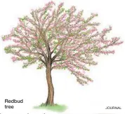  ?? JOURNAL ?? Redbud tree