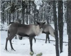  ?? HANDOUT PHOTO BY DALE SEIP ?? Woodland caribou, seen here in a grove of trees, will get further protection with the purchase of privately-owned land southeast of Mackenzie by Nature Trust of B.C.