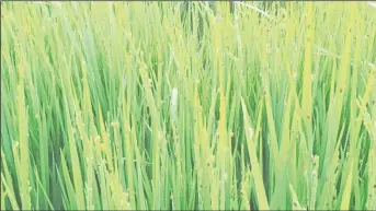  ??  ?? Paddy bugs on stalks of rice in a field on the Essequibo Coast