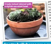  ??  ?? Create instant interest with a stylish succulent bowl