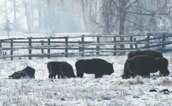  ?? Foto: Haus im Moos/P. Wechselber­ger ?? Natur und Kultur, die beiden Pfeiler der Bildungsst­ätte Haus im Moos, sollen künftig im Veranstalt­ungsangebo­t der Einrichtun­g noch besser verzahnt werden. So soll etwa die Wisentherd­e im Freigeländ­e neben dem Freilichtm­useum im Rahmen von Schaufütte­rungen besser für Besucher erlebbar werden.