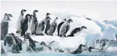  ?? FOTO: DPA ?? Meer, wir kommen: Szene aus „Die Reise der Pinguine 2“.
