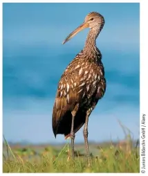  ??  ?? LIMPKIN The Limpkin is an odd bird which David says is “like a Curlew on hardcore steroids”