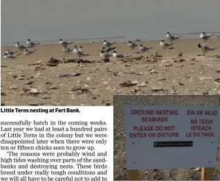 ??  ?? Little Terns nesting at Fort Bank. The warning sign at Fort Bank.