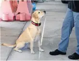  ?? ORLANDO FIRE DEPARTMENT ?? Nessie, a two-yearold yellow Labrador Retriever, has been a part of Orlando’s arson and bomb squad since April.