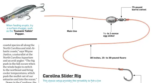 Carolina Slider Rig - PressReader