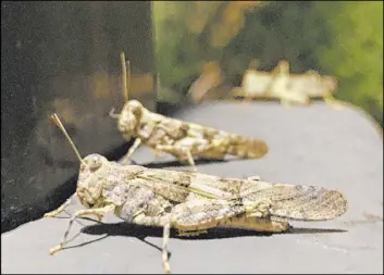  ?? David Guzman Las Vegas Review-Journal ?? Grasshoppe­rs are seen near North Hualapai Way and the 215 Beltway on Thursday. The insects are so numerous they appear to be showing up on weather radar.