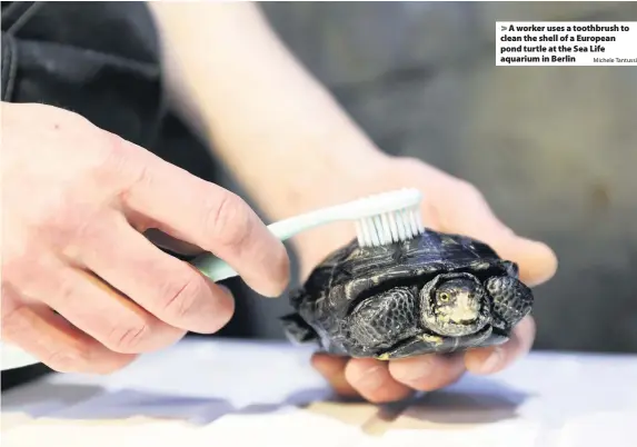  ?? Michele Tantussi ?? A worker uses a toothbrush to clean the shell of a European pond turtle at the Sea Life aquarium in Berlin