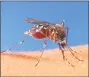  ?? Contribute­d photo ?? Culex pipiens, the common house mosquito.