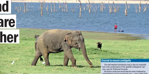  ?? (Pic courtesy of CCR) ?? A wild elephant and a man in close proximity at Kaudulla.