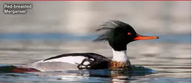  ?? ?? Red-breasted Merganser