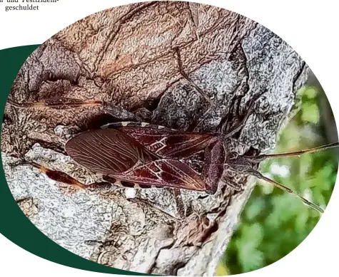  ?? Foto: Martin Denoix ?? Neuling in deutschen Gärten: eine Amerikanis­che Kiefernwan­ze im Garten des Insektenex­perten Martin Denoix