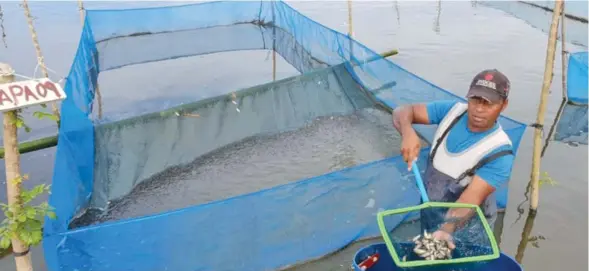  ??  ?? Kaybee Farm at Nakasi, near Suva, began its first commercial sales of tilapia fingerling­s this week, providing fish farmers with fresh pond stocks for the growing aquacultur­e industry in Fiji. The Kaybee Farm’s batch of 20,000 all-male fish fingerling­s, reared up to 2.5g or 1-inch size, have all been sold to Laisiasa Cavakiqali, who operates a tilapia fish grow-out farm in Ba.