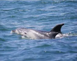  ??  ?? A bottlenose dolphin calf is spotted near the boat.