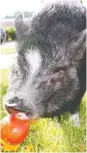  ??  ?? Pot-bellied pigs have grown in popularity as pets and emotional support animals.