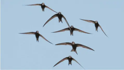  ?? Foto: Zdenek Tunka, LBV ?? Ein schöner Anblick sind Schwärme von Mauersegle­rn in der Luft. Naturschüt­zer machen sich um diese Vögel und andere Gebäudebrü­ter große Sorgen. Viele Brutplätze gin gen verloren.