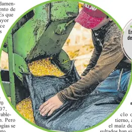  ?? ?? Este alimento sigue siendo el
cultivo de mayor tradición en la Península.