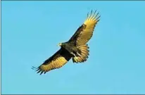  ?? PHOTO BY JIM JENKINS ?? A juvenile Turkey Vulture soars in the Tehachapi sky.