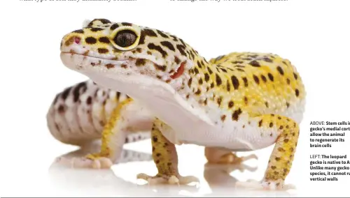  ??  ?? LEFT: The leopard gecko is native to Asia. Unlike many gecko species, it cannot run up vertical walls